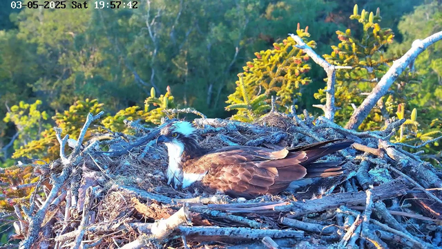 A close-up of an osprey sitting in its nest made of sticks and branches. The nest is situated among green foliage, with sunlight illuminating the scene. The osprey has a white head with a dark eye stripe, yellow eyes, and brown feathers on its body. It appears to be resting or watching its surroundings. The timestamp in the top left corner indicates the date as March 5, 2025, and the precise time as 19:57:42 on a Saturday.