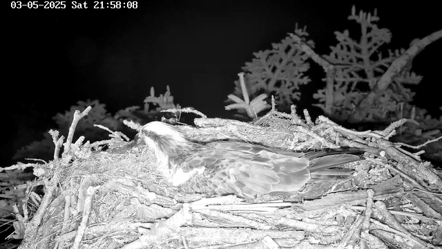 A bird, likely an eagle, is sitting in its nest made of twigs and branches. The nest is situated among pine tree branches. The image is in black and white and shows a nighttime scene. The date and time displayed are 03-05-2025, Saturday, 21:58:08.