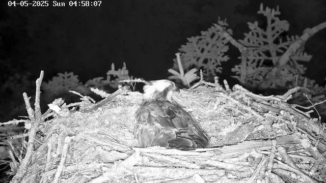 A bird, likely an eagle, is perched in its nest made of twigs and branches. The background is dark, suggesting it is night, and there are some trees with branches visible behind the nest. The timestamp on the image indicates it was taken early in the morning.