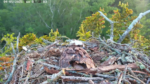 A young osprey is sitting in its nest made of sticks, twigs, and moss, surrounded by green foliage and budding plants. The bird has brown and white feathers, with a distinctive white head and dark eyes. It appears to be resting or preening itself. The background shows a lush, green forest, and the photo is dated May 4th, 2025, early morning.