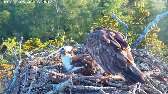 An adult osprey is sitting on a large nest made of sticks and twigs, with a juvenile osprey lying in the nest. The adult's back is turned, showing its brown and white feathers, while the juvenile has a white head with dark streaks and bright yellow eyes. The nest is set high among green trees, with sunlight illuminating the scene, indicating early morning. The camera timestamp shows the date as April 5, 2025, and the time as 6:58 AM.