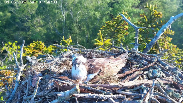 A bird is resting in a large nest made of sticks and twigs, situated high in a tree surrounded by green foliage. The bird has brown and white plumage and appears to be preening itself or resting. The background shows a lush, green forest with sunlight filtering through the trees. The date and time displayed on the image are "04-05-2025 Sun 07:58:03."