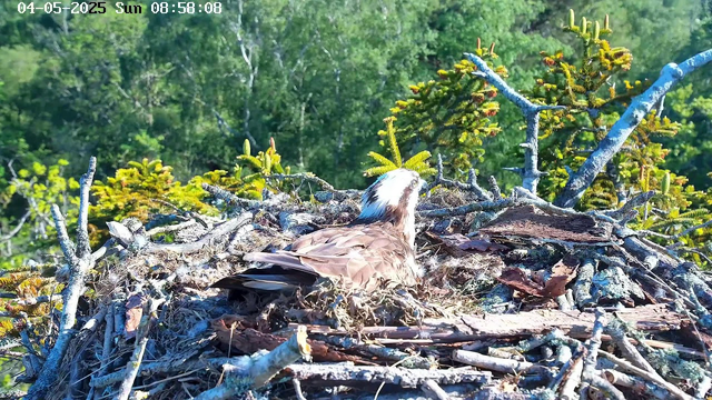 A bird is sitting in a nest made of twigs and sticks, built on top of a tree. The nest is surrounded by green foliage and branches. The bird has brown and white feathers with a distinctive white patch on its head. The background shows leafy trees and clear sky. There is a timestamp at the top of the image indicating the date and time as April 5, 2025, at 8:58 AM, and a day indicator as Sunday.