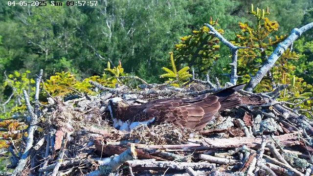 A bird of prey, possibly an osprey, is sitting in a large nest made of sticks and moss on a tree branch. The nest is surrounded by green foliage, with a background of dense, leafy trees. The image is from a webcam feed and is timestamped "04-05-2025 Sun 09:57:57."