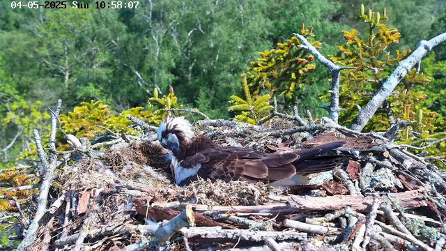 An osprey is sitting in a nest made of sticks and twigs, surrounded by green trees and foliage. The bird has white head feathers with dark streaks, a brown body, and a hooked beak. The background features lush, leafy trees under a clear sky. The image shows the nest situated high in a tree, with sunlight illuminating the scene. A timestamp in the top left corner indicates the date and time as May 4, 2025, at 10:58 AM.
