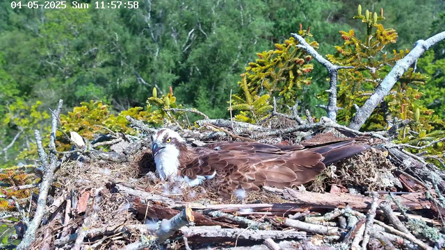 A bird of prey, likely an osprey, is lying in its nest made of sticks and twigs. The nest is situated in a tree with green foliage in the background. The osprey has a white head with a dark eye stripe, yellow eyes, and brown feathers covering its body. The image is brightly lit, indicating it is daytime, and the timestamp at the top shows the date as May 4, 2025, with the time as 11:57:58 on a Sunday.