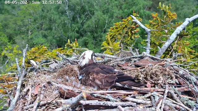 A young osprey is resting in a large nest made of sticks, twigs, and moss. The nest is situated among green coniferous trees with dense foliage. The background shows lush green trees under a cloudy sky. The timestamp indicates the date as April 5, 2025, and the time as 12:57:58 on a Sunday.