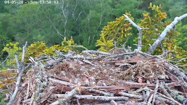 A bird's nest built from sticks, twigs, and moss is situated at the top of a tree. The nest contains a few small, speckled eggs. The background features lush green foliage and trees, with a clear sky overhead. The timestamp in the top left corner indicates it is Sunday, May 4th, 2025, at 1:58 PM.