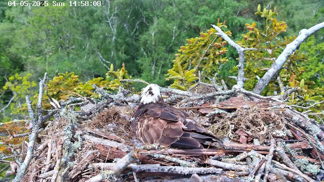 A young osprey is resting in its nest made of twigs and branches, surrounded by green trees and foliage. The bird has a white head with dark markings and brown feathers on its body. The background shows a dense, green forest, and the sky is clear. The image was captured by a webcam on May 4th, 2025, at 2:58 PM.