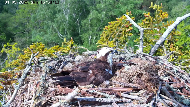 A bird of prey with brown and white feathers is sitting in a large nest made of twigs and branches, situated among green foliage. The bird has a white head with dark markings around its yellow eyes and a sharp beak. The background features lush green trees and bushes. The timestamp on the image reads "04-05-2025 Sun 15:58:13."