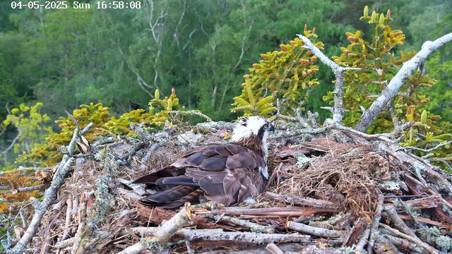 An osprey is sitting in its nest made of sticks, twigs, and moss, situated high in a tree with green foliage and branches in the background. The bird has a white head with a dark eye stripe, piercing yellow eyes, and dark brown feathers on its body. The image shows the nest fully built, with the osprey appearing to be resting or observing its surroundings. The timestamp at the top indicates the date as April 5, 2025, Sunday at 16:58:08.