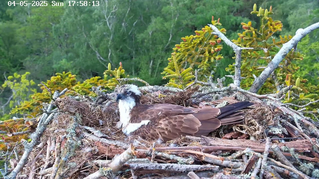 A bird with brown and white feathers is resting in a large nest made of twigs and branches, situated among green trees and foliage. The nest is on a tree branch, and the background consists of dense green leaves. The image includes a timestamp in the top left corner indicating the date and time as "04-05-2025 Sun 17:58:13."