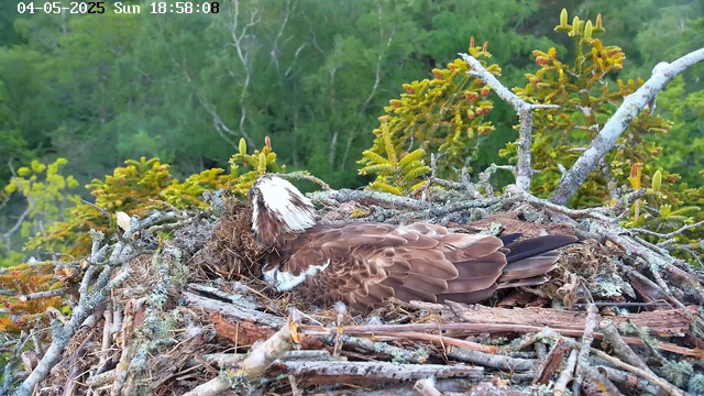 An osprey is resting in a nest made of twigs and branches, situated high in a tree with green foliage in the background. The bird has brown and white plumage, with a distinct white head and dark eye markings. The nest contains some moss and other natural materials. The timestamp on the top left corner indicates the date as April 5th, 2025, and the time as 6:58 PM.