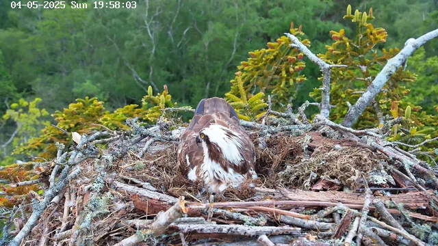 A bird of prey, likely an osprey, is sitting in a large nest made of twigs, moss, and other natural materials atop a tree. The bird has white and brown feathers with distinctive markings on its head and wings. The background shows dense green foliage and trees, indicating a forested area. The top left corner displays a timestamp with the date "April 5, 2025" and the time "19:58:03."