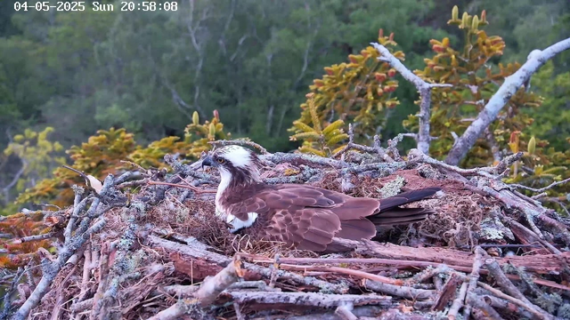A close-up view of an osprey sitting in its large nest made of sticks and branches, with green foliage and trees in the background. The nest is on a tree branch, and the image is taken during daylight hours on a clear day. The time and date are displayed in the top left corner as "04-05-2025 Sun 20:58:08".