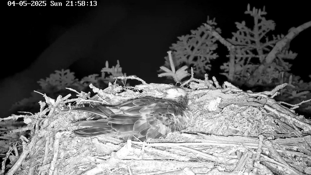 A bird is lying down on a nest made of twigs and sticks. The scene is captured in black and white. In the background, there are some tree branches and leaves. The image appears to have been taken at night or in low light conditions, likely with a night vision camera. The date and time displayed at the top left corner indicate "04-05-2025 Sun 21:58:13".