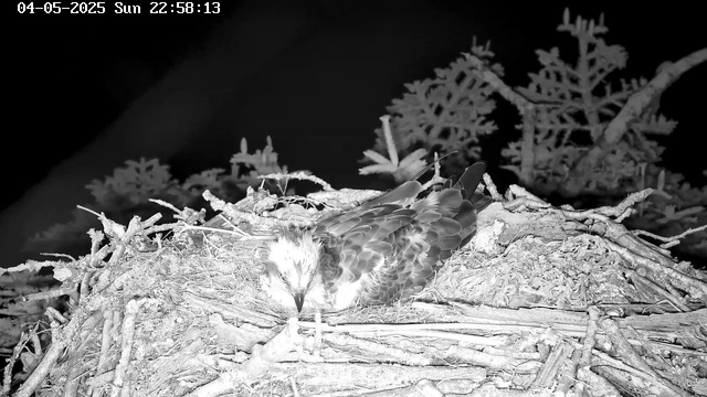 A bird, likely an immature raptor, is sitting in a nest made of sticks and twigs. The background shows a few trees with sparse branches, and the image appears to be captured at night or in low light conditions. The date and time are displayed at the top left corner of the image.