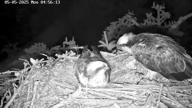 Two ospreys are sitting on a nest made of sticks and twigs, surrounded by branches and foliage. One osprey is standing while the other is lying down, and the standing osprey appears to be feeding or tending to a chick. The scene is captured at night or in low light, with a dark background and some plants visible behind the nest. The timestamp in the corner indicates it was taken early in the morning on May 5, 2025.