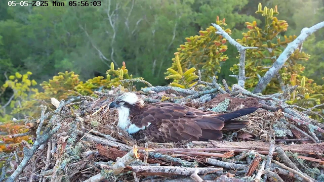 A young osprey is resting in its nest made of sticks and twigs on a tree branch. The bird has a white head with dark eye markings, a sharp beak, and brown feathers covering its body. In the background, there are green leaves and branches of trees. The image appears to be taken early in the morning.