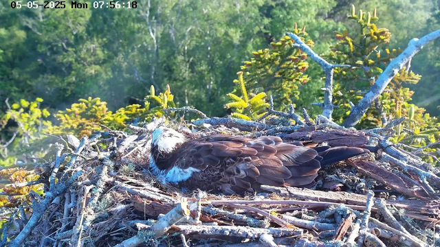 A bird, possibly an osprey, is resting on its nest made of twigs and branches. The nest is situated high in a tree with green foliage in the background. The bird has brown and white feathers and is curled up with its head tucked into its body, possibly sleeping. The sunlight is shining on the nest, creating a bright and clear scene. The timestamp in the upper left corner shows the date as May 5, 2025, and the time as 7:56:18 AM.