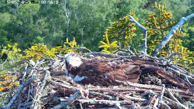 A bald eagle is resting in its large nest made of sticks and branches, situated high in a tree. The eagle has white feathers on its head and dark brown feathers on its body. The background consists of green foliage and trees, with bright sunlight illuminating the scene. The timestamp on the image reads "05-05-2025 Mon 08:56:13".