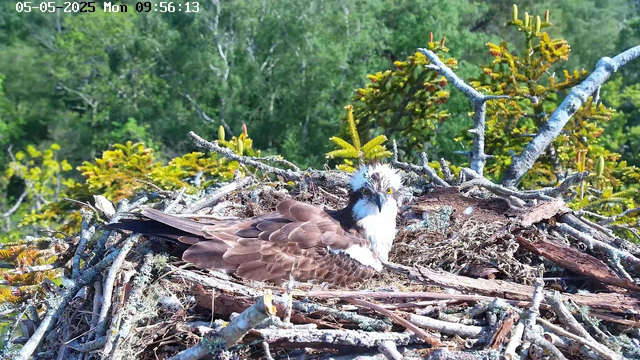 An osprey chick with fluffy white and brown feathers sits in a large nest made of sticks and branches, surrounded by lush green trees under a clear, sunny sky. The nest is perched high in the trees, and the chick appears alert with bright yellow eyes. A timestamp and date are displayed at the top of the image.
