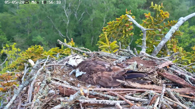 A bird is lying in its nest made of twigs and branches, surrounded by green foliage. The bird has brown and white feathers and appears to be resting or possibly incubating eggs. The background shows a lush, green forest. The top left corner displays the date and time as "05-05-2025 Mon 10:56:18."
