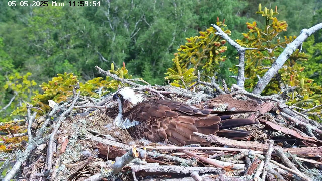 A young osprey with brown and white feathers is resting on its nest made of sticks and branches. The nest is situated high in a tree, with green foliage and trees visible in the background. The image is timestamped "05-05-2025 Mon 11:59:54" in the top left corner.