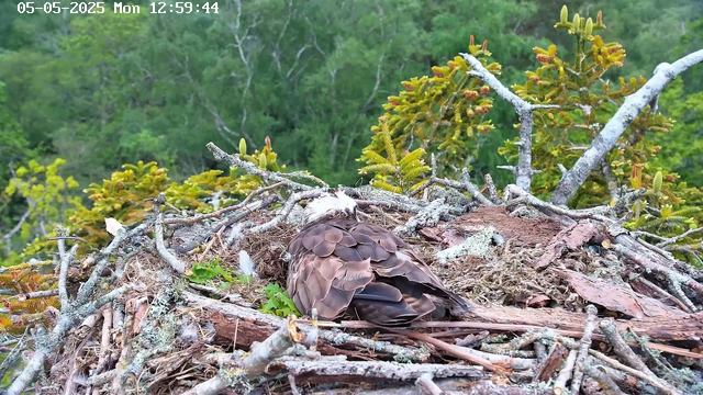 A bird's nest made of sticks, leaves, and moss is situated high in a tree with green foliage. A young bird with brown and white feathers is resting inside the nest. The background shows lush green trees and a cloudy sky. The timestamp on the image reads "05-05-2025 Mon 12:59:44."