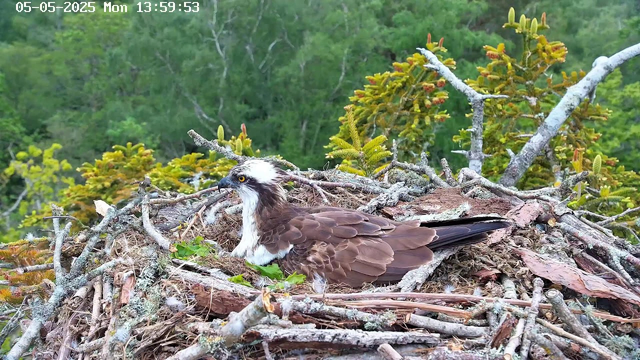 An adult osprey bird with a white head and dark eye stripe is sitting in a large nest made of sticks and moss, located atop a tree with green foliage in the background. The scene is outdoors with bright daylight, and the nests and surrounding branches are detailed with various textures. The timestamp on the image indicates it was taken on May 5, 2025, at 1:59 PM.