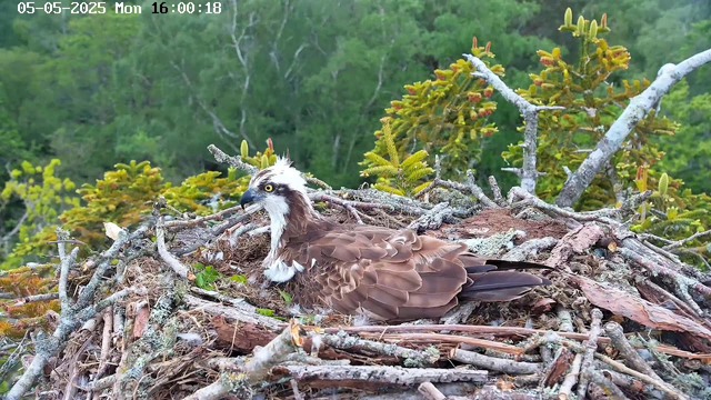 A large bird of prey, likely an osprey, is sitting in a nest made of twigs and branches on a tree. The bird has a white head with a dark eye stripe, yellow eyes, a hooked beak, and brown feathers covering its body. The background features green foliage and tree branches. The image is timestamped "05-05-2025 Mon 16:00:18" in the top left corner.