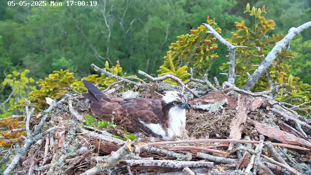 A young osprey is sitting in its nest made of twigs and branches, surrounded by green foliage and trees in the background. The bird has brown on its wings and back, a white head with a dark eye stripe, and a sharp beak. The scene appears to be captured from a nearby webcam, with a timestamp in the top left corner indicating the date and time.
