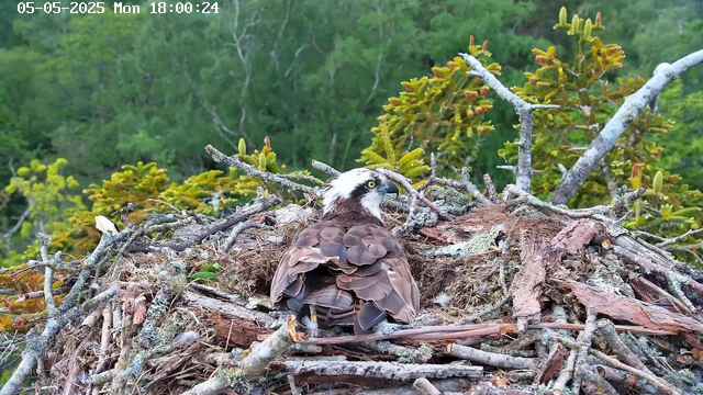 A close-up view of an osprey sitting in its nest made of sticks and twigs, surrounded by green foliage and trees in the background. The bird has a white head with a dark eye stripe, yellow eyes, and brown feathers on its body.