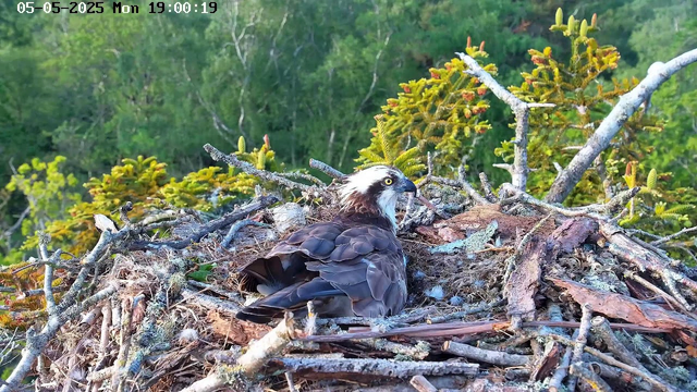An osprey is sitting in its nest made of sticks and twigs, located high in a tree with green foliage in the background. The bird has a white head with a dark eye stripe, a hooked beak, and dark feathers covering its body. The scene appears to be in the early evening, as indicated by the timestamp.
