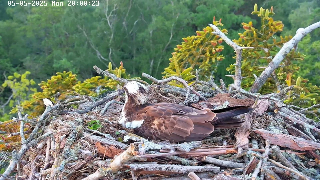 A bird with brown and white feathers is resting in a large nest made of twigs and branches. The nest is situated among green foliage on a tree, with a backdrop of dense green forest. The image is timestamped May 5th, 2025, at 8:00 PM.