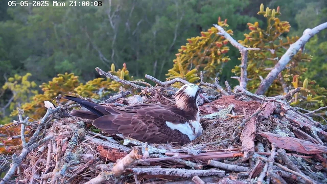 A hummingbird rests in a large nest made of twigs and moss, situated among tree branches and surrounded by green foliage. The scene is captured in natural daylight, with a timestamp of May 5th, 2025, at 9:00 PM.