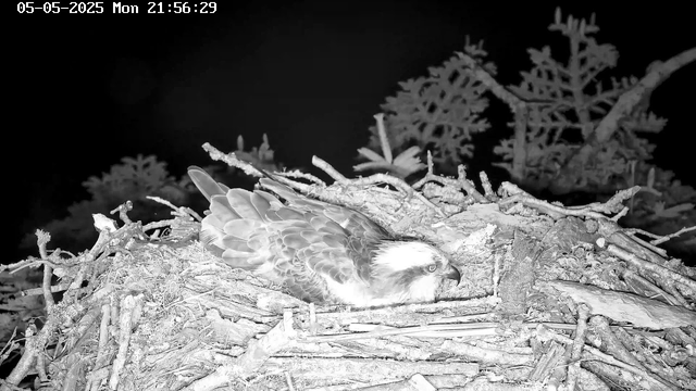A black-and-white image captured by a webcam showing an osprey resting on its nest made of sticks and twigs, with some leafless branches and foliage in the background. The date and time are displayed at the top of the image: May 5, 2025, at 21:56:29.