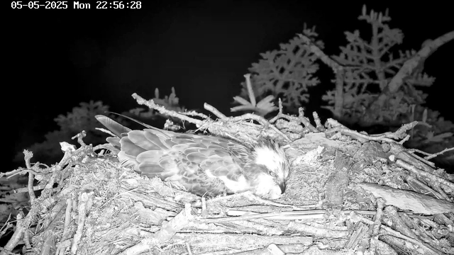 A young bird, possibly a bird of prey, is resting in a nest made of twigs and branches. The scene is captured at night, with the nest located among tree branches and foliage in the background. The image is in black and white, and a timestamp in the top left corner indicates the date and time as May 5, 2025, at 10:56 PM.