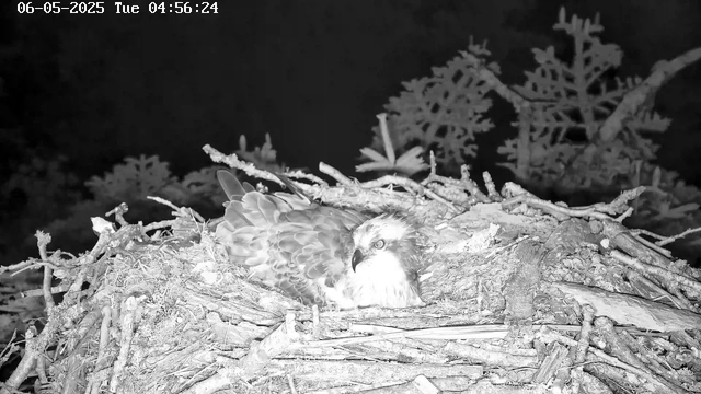 A young bird of prey, likely an eagle or hawk, is lying in a large nest made of sticks and branches. The bird is resting with one eye open, and it's surrounded by a dark background with some distant foliage visible. The image appears to be taken at night or early morning in black and white. The timestamp on the top left reads "06-05-2025 Tue 04:56:24."