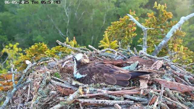A bird, possibly a young raptor, is resting in a nest made of twigs and branches on a tree. The bird has brown and white feathers with a distinctive white patch on its head. The nest is situated among green foliage, with a background of leafy trees and branches. The image appears to be taken from a webcam, with the date and time displayed at the top left corner.