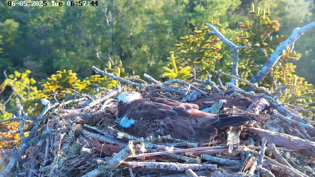 A bird, likely an osprey, is resting on a large nest made of twigs and branches. The nest is high in a tree with green foliage in the background. The scene appears to be early in the morning, as indicated by the timestamp. The bird's head is turned away, showing its white head with dark markings, and it is nestled comfortably among the nest materials.