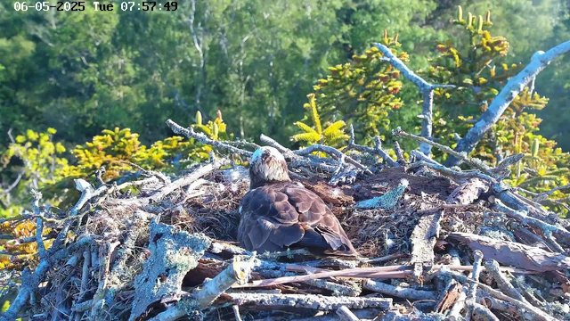 A bird is sitting in a nest made of twigs and branches, high in a tree. The bird has brown and white feathers and appears to be resting or preening. The nest is set against a backdrop of lush green foliage and bright sunlight, suggesting a daytime scene. The top left corner of the image displays the date and time: June 5, 2025, at 7:57 AM.