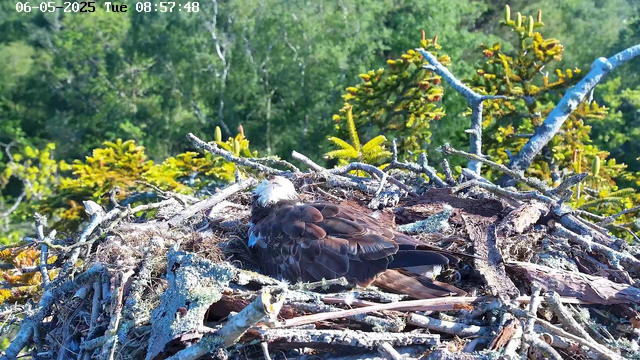 A bird with brown and white feathers is resting in a nest made of twigs and branches. The nest is situated among green trees and foliage, with sunlight illuminating the scene. The timestamp on the image indicates it was taken on June 5, 2025, at 8:57 AM.