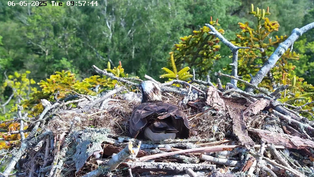 A young bird, likely a chick or fledgling, is nestled in a nest made of twigs, branches, and moss. The nest is situated high in a tree amidst green foliage, with sunlight illuminating the scene. The background shows a dense forest of leafy trees. The top left corner of the image displays a timestamp and date, indicating it is morning on June 5th, 2025.
