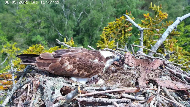 A daytime scene of a bird of prey, likely an osprey, lying on its side in a nest made of sticks and branches. The nest is situated high in a tree, with green foliage and branches visible in the background. The bird has brown and white feathers, with a distinctive white head and dark eye stripe. The bird appears alert, with its head slightly raised and eyes open. A timestamp in the top left corner indicates the date and time as June 5, 2025, at 11:57:49.