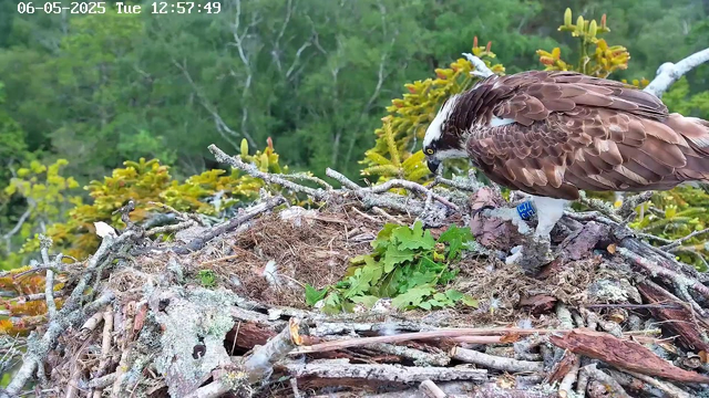A juvenile bird of prey, likely an osprey, is perched on a nest made of sticks and branches. The bird has brown and white feathers, with a distinctive white head and dark eye stripe. It is leaning forward, peering into the nest, which contains some greenery. The background shows lush green trees and foliage, indicating a natural, forested environment. The top left corner displays the date and time: June 5, 2025, Tuesday, 12:57:49.