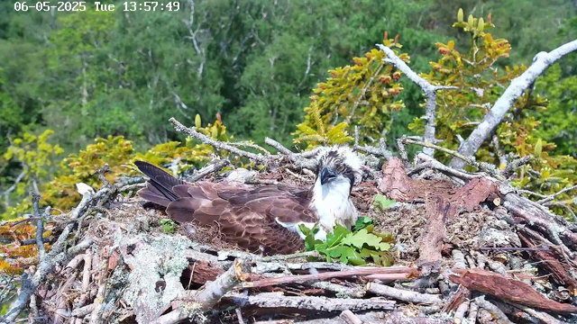 A young raptor, possibly an osprey, is resting in its nest made of sticks and moss on a tree branch. The bird has brown and white feathers, with a distinctive white head and dark eye markings. The background features lush green foliage and trees, with bright daylight illuminating the scene. The timestamp at the top left indicates the date as June 5, 2025, and the time as 13:57:49.