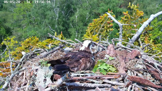 A bird, likely an osprey, is sitting on its nest made of sticks and leaves. The nest is situated among green foliage with trees in the background. The bird has brown and white feathers, with a distinctive white head and a dark eye stripe. The scene appears to be in a natural, forested area during daytime. There is a timestamp at the top left corner showing the date as June 5, 2025, and the time as 14:56:04.