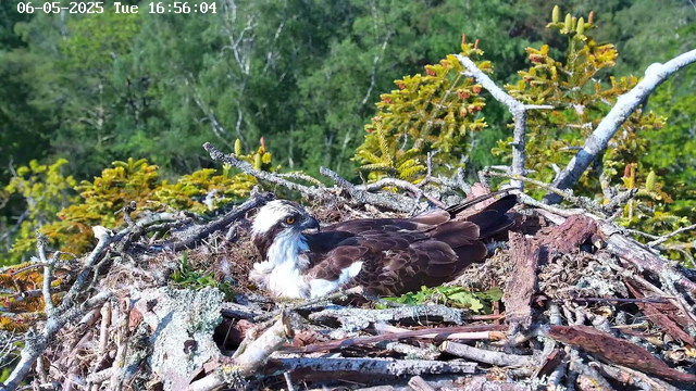 A bird with white and dark brown feathers is sitting in a nest made of sticks and twigs, surrounded by green foliage. The bird has bright yellow eyes and a sharp beak, and it appears to be resting or nesting on a tree. The background shows dense green trees under a bright sky. The timestamp on the image indicates it was taken on June 5, 2025, at 4:56 PM.