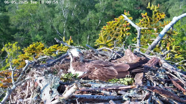 A bird with brown and white feathers is sitting in a large nest made of sticks and leaves, built among green trees. The nest appears spacious, and the bird is resting with its head slightly turned to the left. In the background, there are more leafy trees under a clear sky. The top-left corner displays a timestamp reading "06-05-2025 Tue 18:00:54."